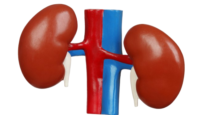 Nephrotic Syndrome